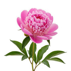Obraz premium A vibrant pink peony flower with delicate petals and green foliage