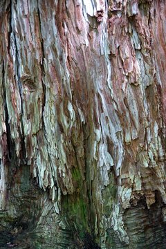 Rough bark of a California redwood tree