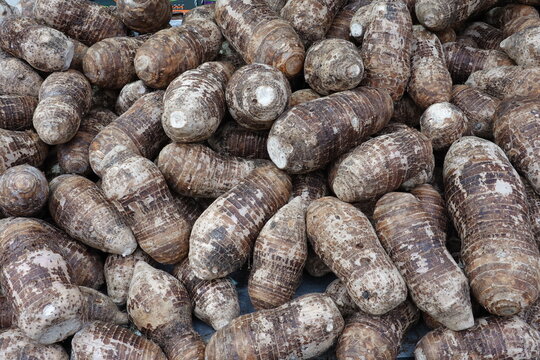 Racines de taro tubercule en tas
