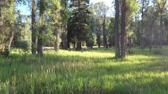 Hovering through the cottonwood trees along the Snake River in Jackson Hole, Wyoming 