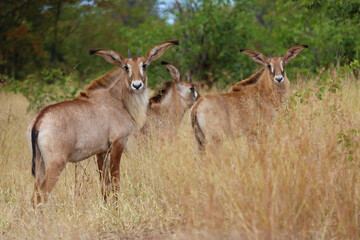 Obraz premium Roanantilope oder Pferdeantilope / Roan antelope / Hippotragus equinus