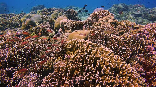 Healthy hard coral formations with schools of red and orange reef fish