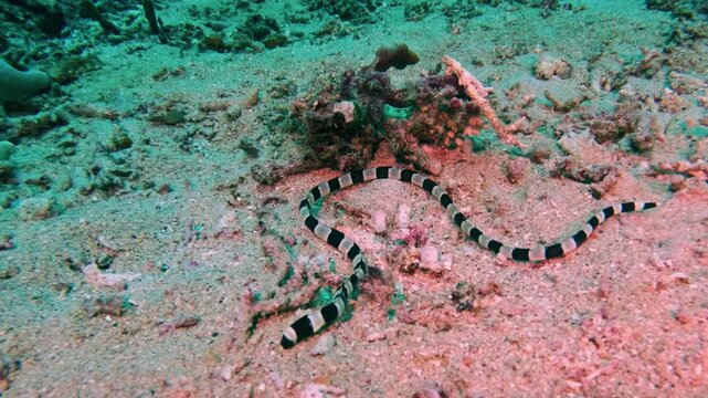 Banded sea krait crawling over coral rubble and sand in Indonesia