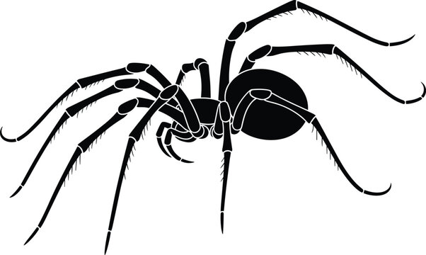 Black Spider Silhouette Vector Illustration Isolated on White Background for Halloween Horror Spooky Nature Wildlife and Arachnid Animal Graphic Design