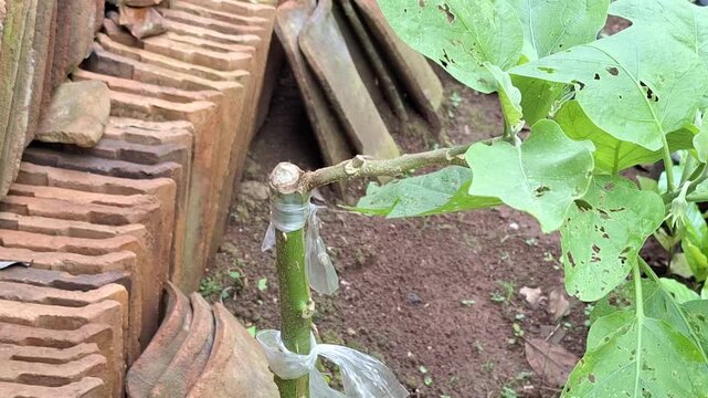 A close-up of a successful plant grafting experiment, showing a young eggplant shoot thriving after being grafted onto a hardy Turkey Berry (Solanum torvum) rootstock.
