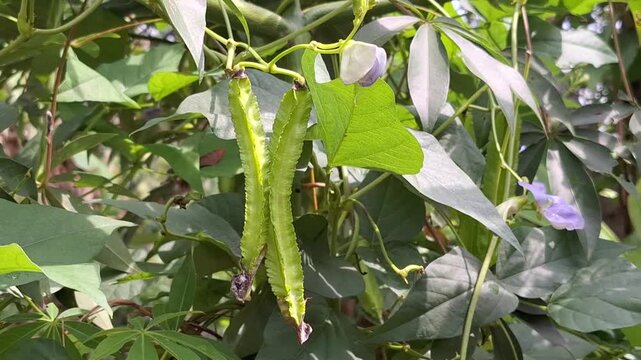 A pair of healthy, vibrant green winged bean pods hanging close together on a vine, showcasing the distinctive four-angled shape of this nutritious vegetable.