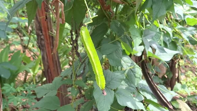 A vertical-oriented shot of a single, long winged bean pod ready to be picked, surrounded by lush foliage in a traditional rural Indonesian garden.