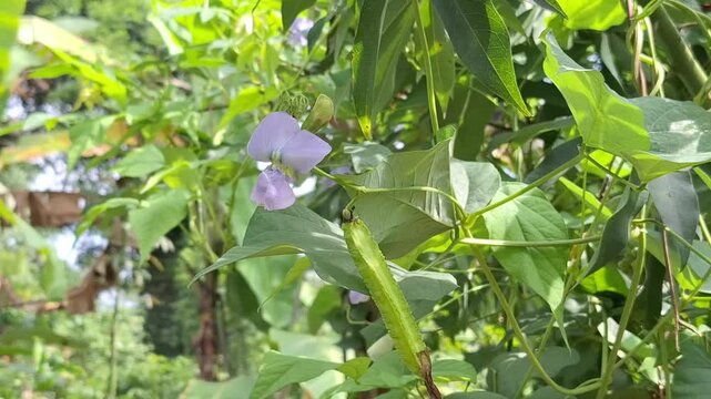 Close-up of a delicate light purple flower of the winged bean plant blooming among its green heart-shaped leaves in a tropical backyard.