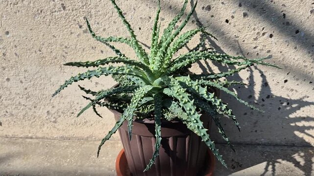 An Aloe Humilis with long, spiky green leaves covered in raised bumps, growing in a brown plastic pot against a textured beige wall under bright sunlight with sharp shadows.