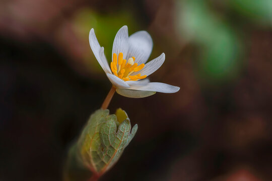 Single bloodroot wildflower blooming in early spring (Sanguinaria canadensis)