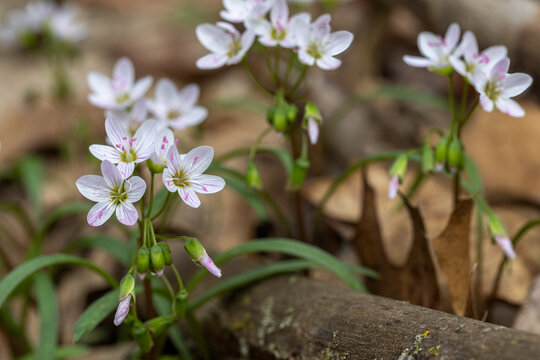 Virginia Spring Beauty wildflowers blooming in early spring woodland