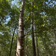 Fototapeta premium Sunlight filtering through tall trees in a lush forest