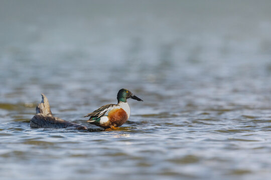 Male Northern Shoveler duck perched on log in wetland