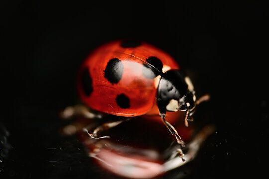 鏡に映るテントウムシ（リフレクションのマクロ写真）
Ladybug with reflection on water surface (macro)