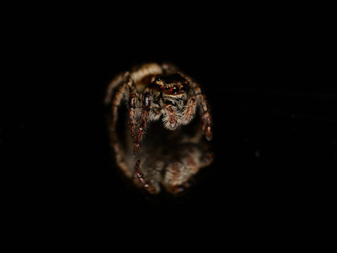 鏡に映るハエトリグモ（リフレクションのマクロ写真）
Jumping spider with reflection on water surface (macro)