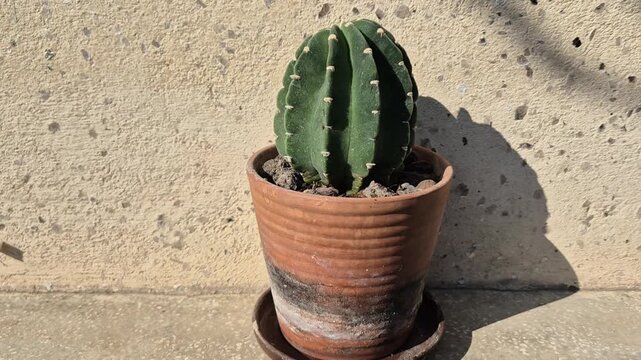 A green, Echinopsis subdenudata cactus with small white spine clusters sits in a weathered terracotta pot, casting a sharp shadow against a textured, light-colored stone wall in bright sunlight.