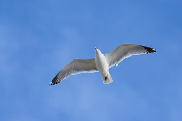 Fototapeta premium adult European herring gull (Larus argentatus) in flight, found above the dunes of Texel in the Netherlands