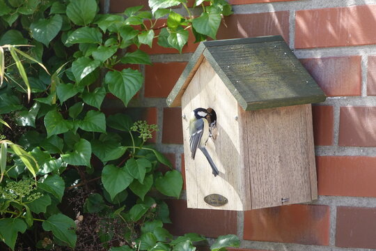 Vogelh&auml;uschen mit Meise und Futter im Schnabel