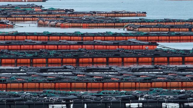 Scenic coastal landscape with abalone farms in the sea of Wando Korea  한국 전라남도 완도 바다의 전복 양식장 풍경