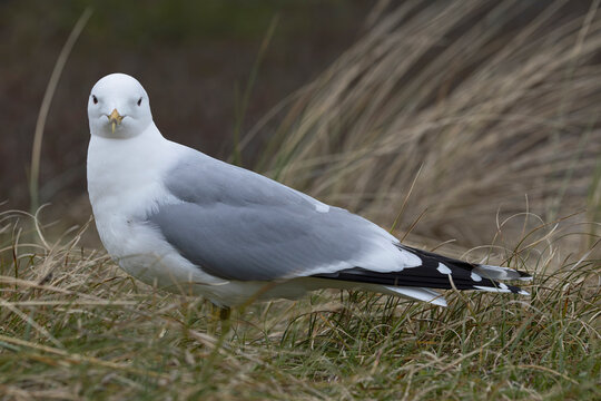 adult common gull (Larus canus) perching on gorund, found at Texel in the Netherlands