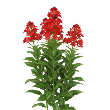 Vibrant red salvia flowers blooming in a lush green cluster