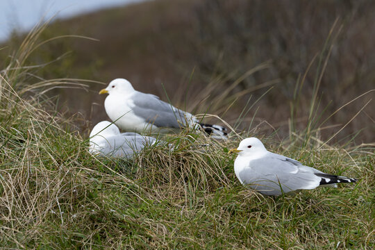 three adult common gull (Larus canus) perching on gorund, found at Texel in the Netherlands