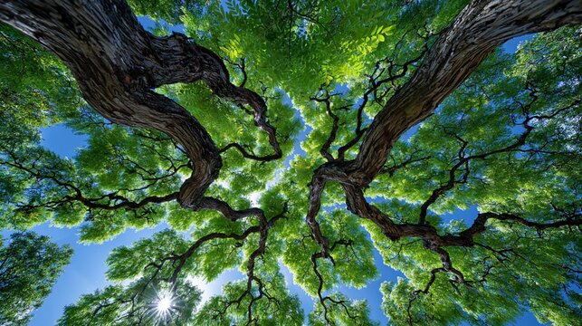 Majest&auml;tische alte Eichen breiten ihre massiven &Auml;ste vor einem leuchtend blauen Himmel aus und zeigen das &uuml;ppige gr&uuml;ne Bl&auml;tterdach in beeindruckender Froschperspektive. Das Bild vermittelt St&auml;rke