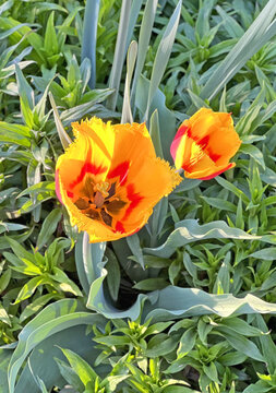 Tulipa fringed tulip tree, cultivar Davenport. Top view of the calyx on the stigma and pistils. The flowers are dark red with a canary yellow tint, spring flower bed.