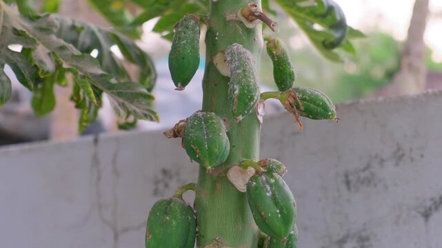 Small green papaya fruits growing on a tree trunk infested with white mealybugs