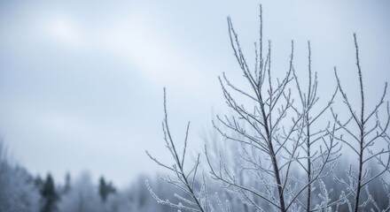 Obraz premium Bare Branches Covered in Hoarfrost