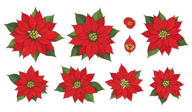 Poinsettia flower vector set Christmas plant red bracts leaves illustration