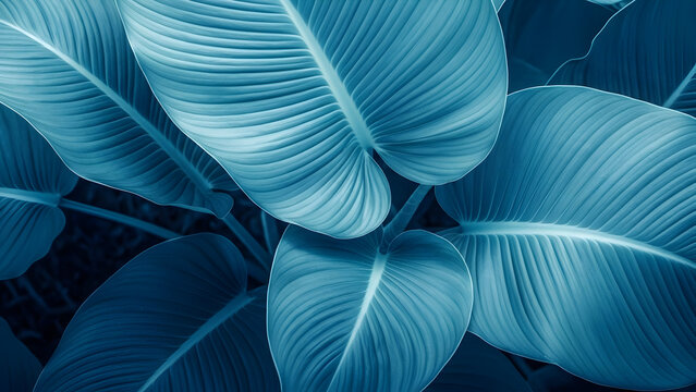 Close up of vibrant blue banana leaves a tropical botanical study