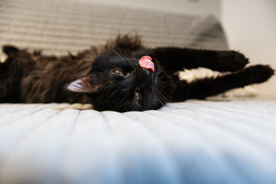 Chat noir allong&eacute; sur un canap&eacute; sur le dos, s'&eacute;tirant en tirant la langue en regardant la cam&eacute;ra