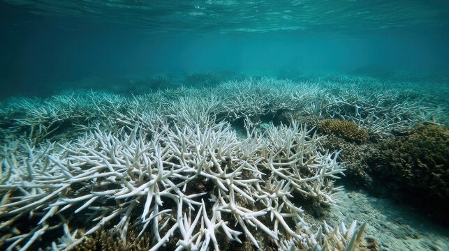 Widespread Coral Reef Bleaching in Warm, Murky Ocean Waters