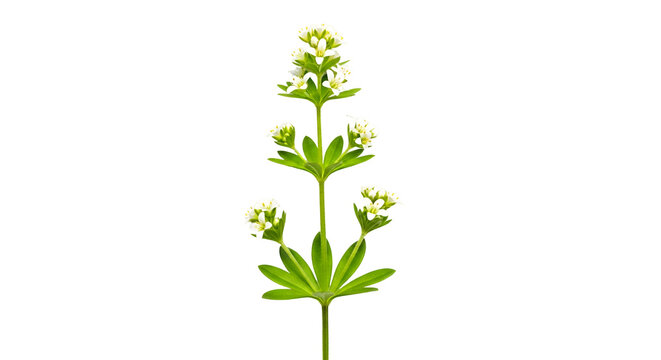Delicate woodruff flower with white blooms isolated on black backdrop showcasing intricate details in a botanical close-up studio shot for design