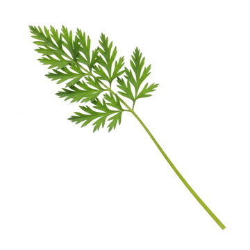 single green carrot leaves branch isolated on transparent background macro plant detail with delicate fronds and stem natural organic growth herb ingredient for cooking.