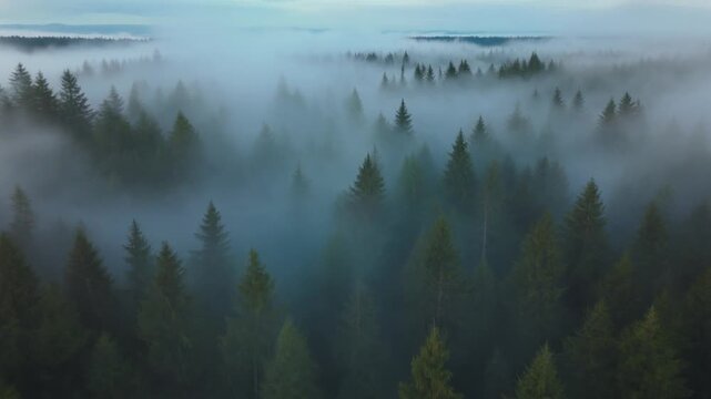 Dense green pine trees stand tall as thick morning fog drifts slowly through a vast forest landscape from an aerial drone perspective video.