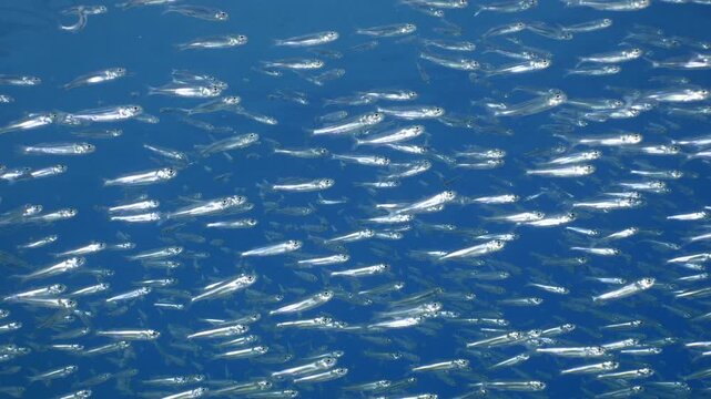 scool of silverside atherina fish school close up underwater 