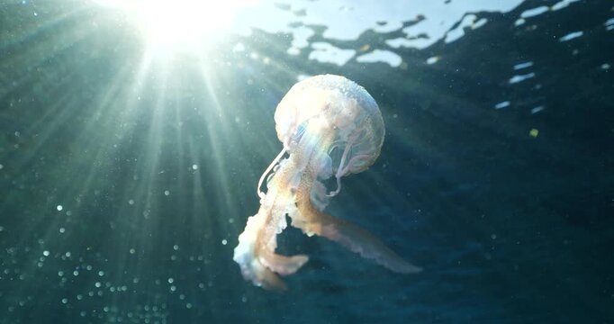 jellyfish scenery with long tentacles underwater moving slow and close sun beams and sun rays ocean scenery  mediterranean pelagia noctiluca