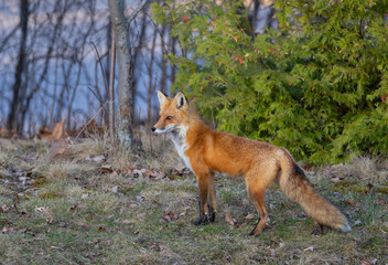 Obraz premium Red fox with a bushy tail walking through the forest near Ottawa, Canada