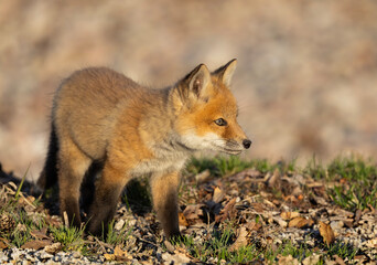 Fototapeta premium Red fox kit (Vulpes vulpes) walking by its den deep in the forest in early spring in Canada