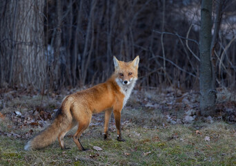 Fototapeta premium Red fox with a bushy tail walking through the forest near Ottawa, Canada