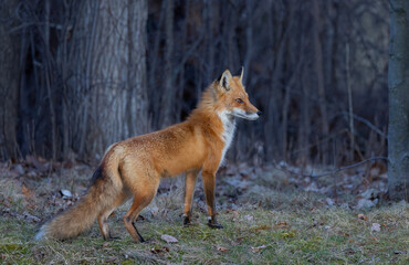 Obraz premium Red fox with a bushy tail walking through the forest near Ottawa, Canada