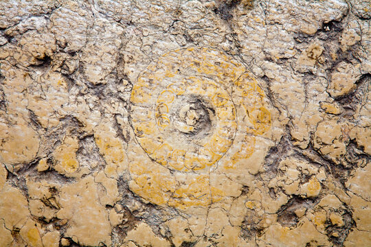 Verona - The detail of amonit from pad of the town