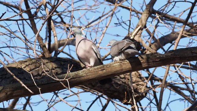 Common wood pigeon pair feeding behavior, Columba palumbus, male feeding female during breeding season