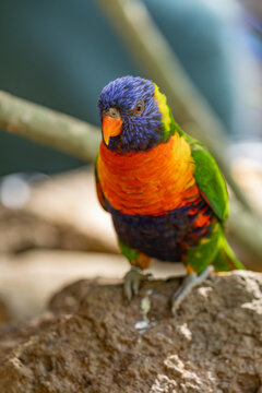 A colorful Coconut Lorikeet (Trichoglossus haematodus) perches on a wooden beam, showcasing its brilliant orange breast, blue head, and lime-green wings at a wildlife park on Gran Canaria