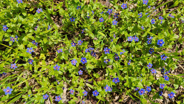  Blue Pimpernel (Lysimachia foemina or Anagallis arvensis), a tiny spring flower