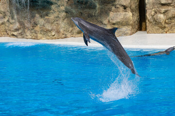 Bottlenose dolphin (Tursiops truncatus) jumping out of the water during a performance on Gran Canaria, Canary Islands, Spain © erikzunec