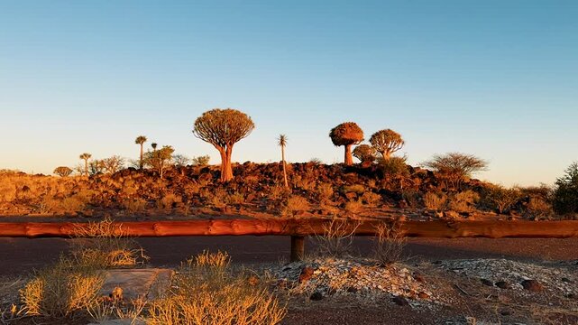 Quiver tree grove in dry desert landscape at sunset