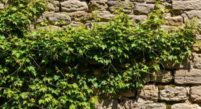 Green Vine Growing Up a Stone Wall